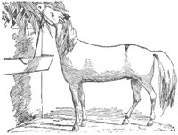horse_6557_md.gif