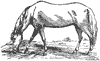 horse_6558_th.gif