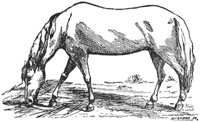 horse_6558_md.gif