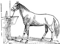 horse_6565_lg.gif