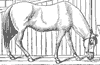 horse_6573_th.gif