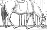 horse_6573_md.gif