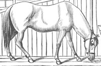 horse_6573_lg.gif