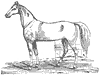 horse_6576_th.gif