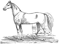 horse_6576_md.gif
