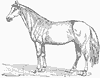 horse_6577_th.gif