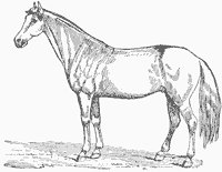 horse_6577_sm.gif