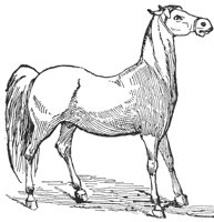 horse_6590_lg.gif