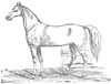 horse_6626_th.gif