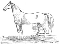 horse_6626_md.gif