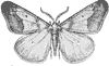 moth_6627_th.gif