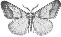 moth_6627_md.gif