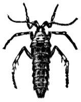 moth_6628_md.gif