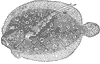 flounder_6649_th.gif