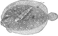 flounder_6649_sm.gif