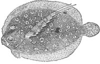 flounder_6649_md.gif