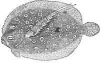 flounder_6649_lg.gif