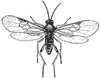 ichneumon_6657_th.gif