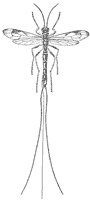 ichneumon_6661_sm.gif