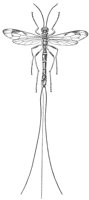 ichneumon_6661_lg.gif