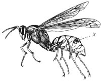 wasp_6662_lg.gif
