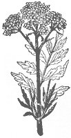 valerian_6681_sm.gif