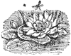 water-lily_6683_th.gif