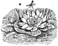 water-lily_6683_lg.gif