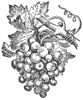 grape-vine_6685_th.gif