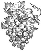 grape-vine_6685_sm.gif