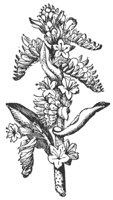 borage_6686_md.gif