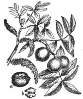 walnut_6690_md.gif