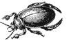 beetle_6696_th.gif