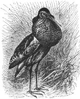 field-hen_6703_lg.gif