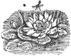 water-lily_6709_th.gif