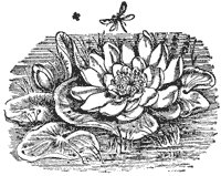 water-lily_6709_sm.gif