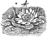 water-lily_6709_lg.gif