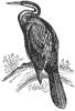 anhinga_6710_th.gif