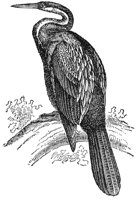 anhinga_6710_lg.gif