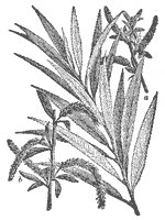 willow_6713_sm.gif
