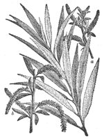willow_6713_lg.gif