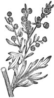 wormwood_6714_md.gif