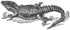 zonurus_6718_th.gif
