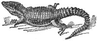 zonurus_6718_md.gif
