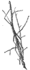 walkingstick_6761_th.gif