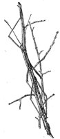 walkingstick_6761_md.gif