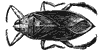 waterbug_6772_th.gif