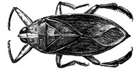 waterbug_6772_sm.gif