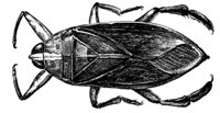 waterbug_6772_md.gif