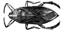 waterbug_6772_lg.gif